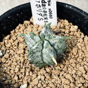 多肉植物：ユーフォルビア　ホリダ*SS　幅2.5cm　☆赤松実生