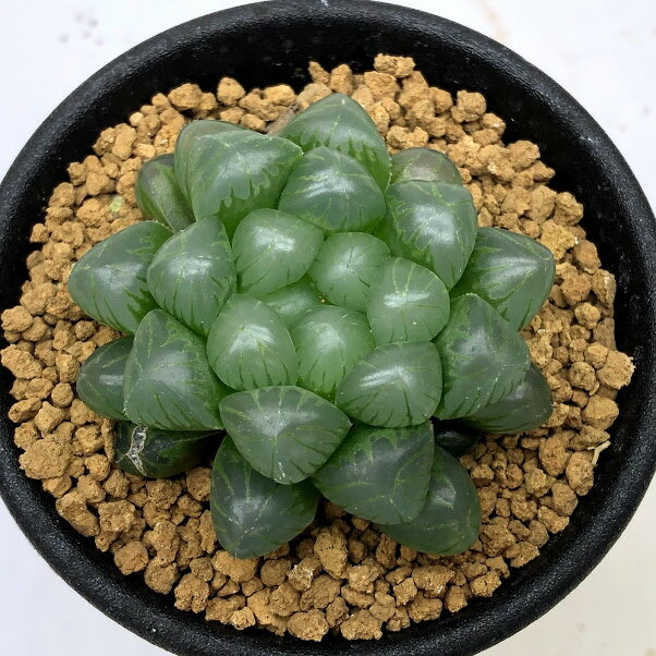 Haworthia obtusa多肉植物：ハオルチア オブツーサ*幅4cm