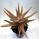 多肉植物：アロエ・フラミンゴ*幅18cm