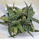 アロエ 多肉植物：アロエ　ホワイトフォックス*幅16cm