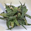 多肉植物:アロエ ホワイトフォックス*幅16cm