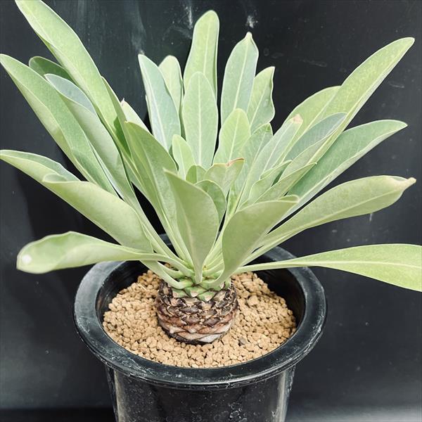 12/22 特選作り込み株。 鉄甲丸　実生　8cm鉢　雌雄未判別　※ 注記あり　ユーフォルビア　『エムズプランツ』 Yahoo!オークション -「鉄甲丸」の落札相場・落札価格