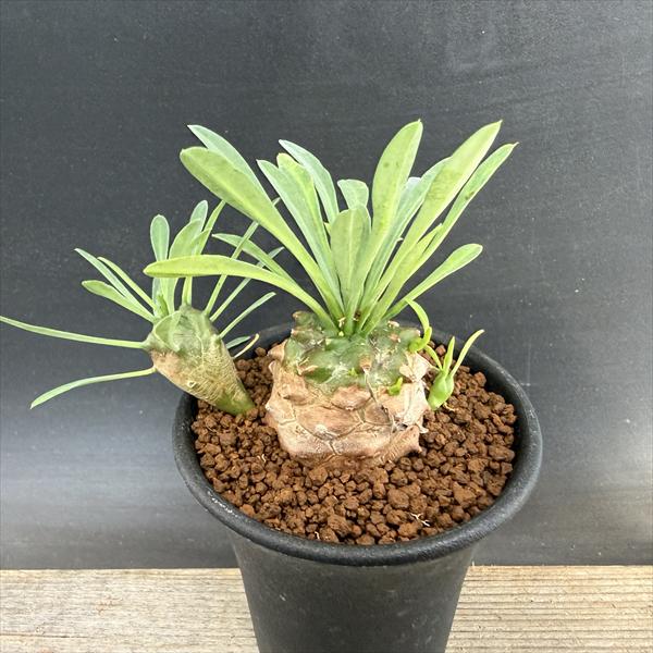 Other Succulents - 多肉植物：ユーフォルビア　峨眉山（がびざん）*M　幅5cm