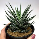 多肉植物:ハオルチア チョベリバ*M 幅9cm