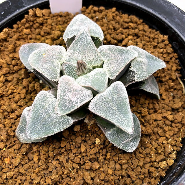 多肉植物：ハオルチア　ピグマエア*幅6cmのサムネイル