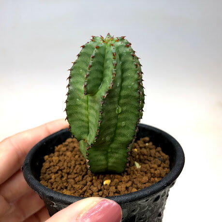 多肉植物：ユーフォルビア　アノプリア*幅3cm