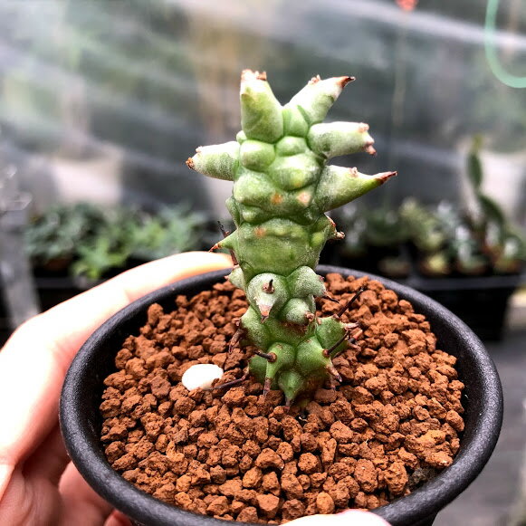 多肉植物：ユーフォルビア ホリダモンスト S 幅2cm