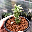 多肉植物:ユーフォルビア ホリダモンスト*S 幅2cm