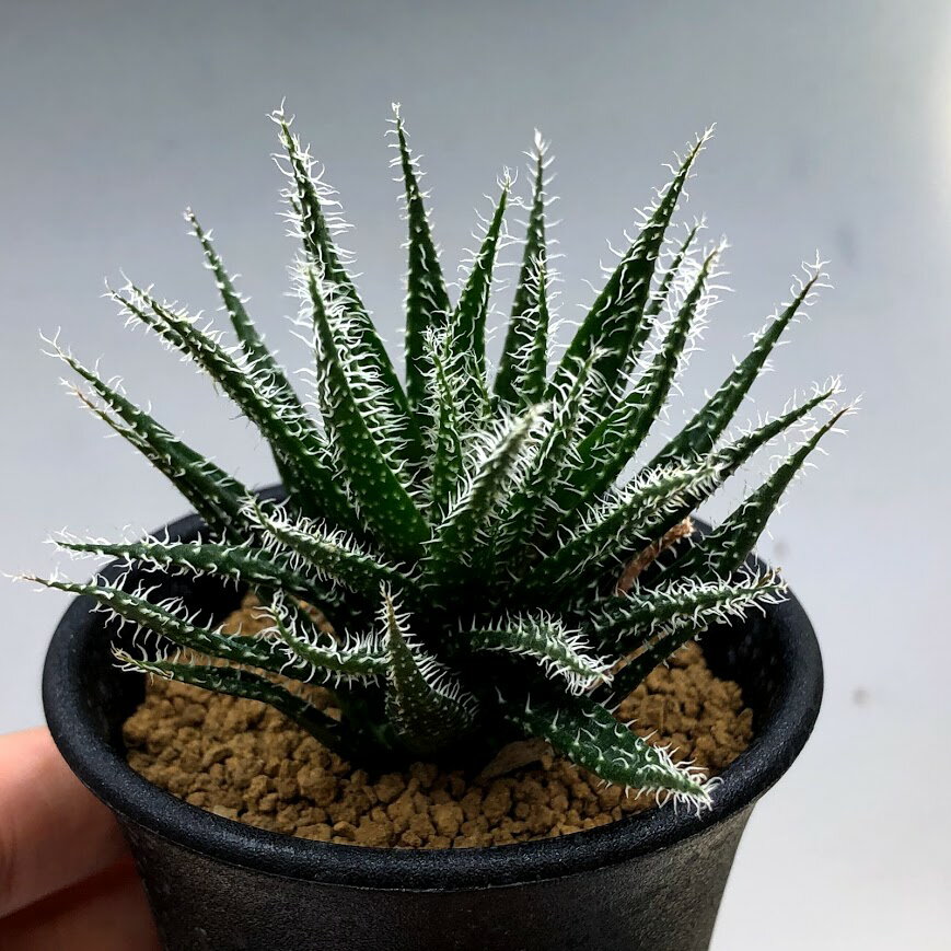 アロエ 多肉植物：アロエ　ハオルチオイデス*S 幅6cm