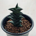 多肉植物：ハオルチア　ウィスコーサ*幅3cm