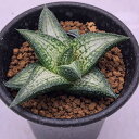 多肉植物:ハオルチア 錦帯橋*S 幅6cm