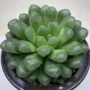 多肉植物:ハオルチア オブツーサ キャッツアイ*L 幅10cm