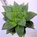 多肉植物:ハオルチア ウェディングベル*幅8cm