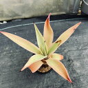 多肉植物:アガベ デスメティアナ ベネズエラ錦 S*葉幅15cm ※葉に傷あり