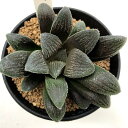 多肉植物:ハオルチア 紅陽*幅8cm