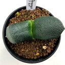 多肉植物：ガステリア　臥牛*幅7cm