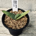 多肉植物:アロエ ピクタ*S 幅6cm