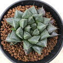 多肉植物:ハオルチア オブツーサhyb.*幅7cm