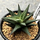 多肉植物:ハオルチア コエルマニオルム×スカブラ*S 幅7cm