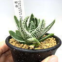 多肉植物:ハオルチア 皇帝*幅5.5cm