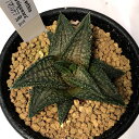 多肉植物:ハオルチア 鬼瓦*幅4cm