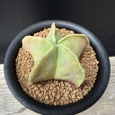 サボテン:碧瑠璃鸞鳳玉(へきるりらんぽうぎょく)*S 幅6.5cm ☆赤松実生