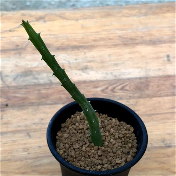 多肉植物：ガガイモ　フェルニア　アルチェリー*幅6cm