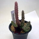 多肉植物：ガガイモ フェルニア スネイデリアナ 青鬼角 幅5cm