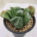 多肉植物:ハオルチア 静鼓(せいこ)*S 幅6cm