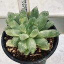 多肉植物:ハオルチア ジョイアエ B型 RSA*幅8cm
