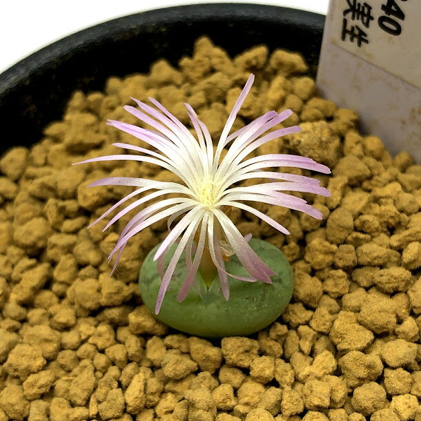 ¿����ʪ�����Υե��ĥࡡ�ե����ե���� ����*��1.5cm