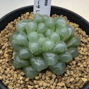 多肉植物:ハオルチア オブツーサ*L 幅5.5cm