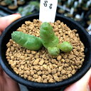 多肉植物：ガガイモ ピアランサス 幅5cm