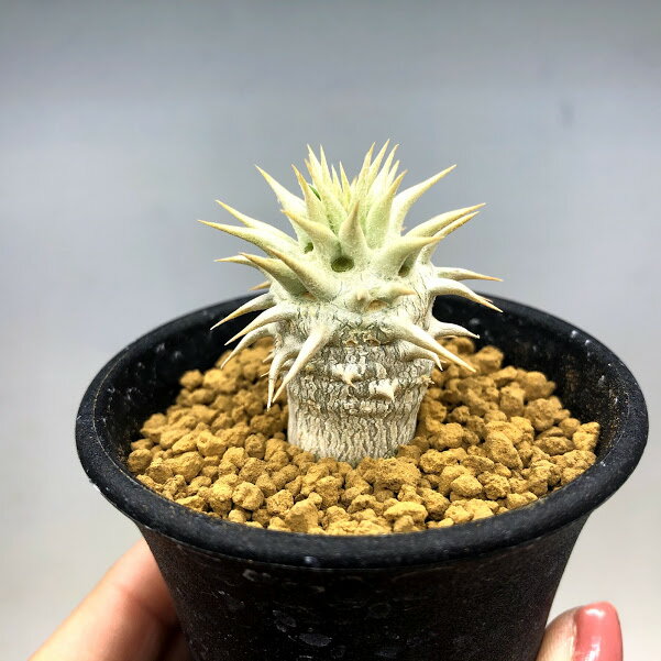 コーデックス：パキポディウム エブレネウム*L　幅3cm　☆赤松実生