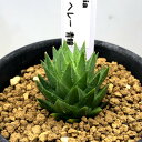 多肉植物：ハオルチア　ヘレー　青瞳*幅2.5cm