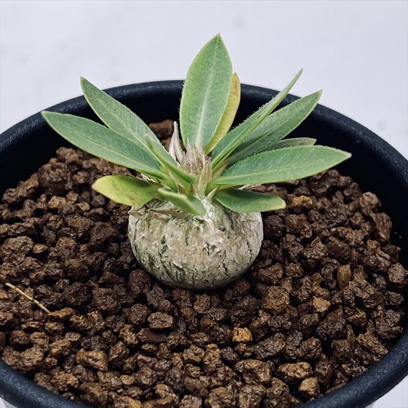 コーデックス：パキポディウム　恵比寿笑い 実生*S　塊根幅2cmのサムネイル