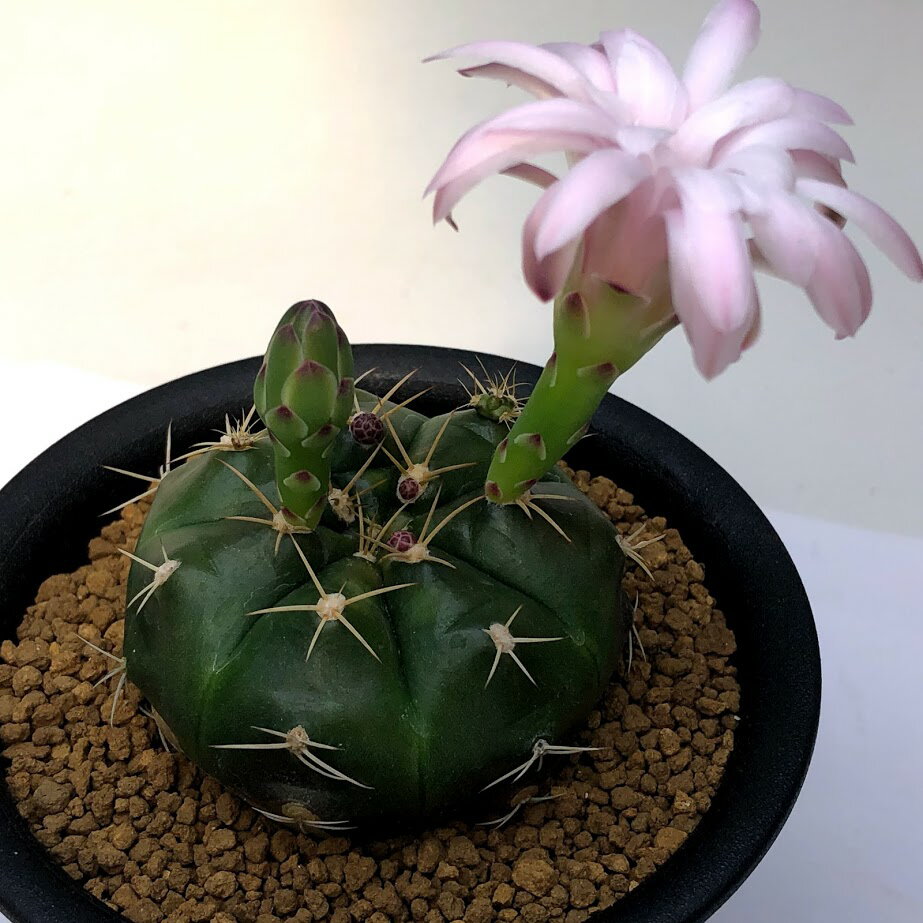 サボテン：ギムノカリキウム　紅緑玉 実生*M　幅5cmのサムネイル