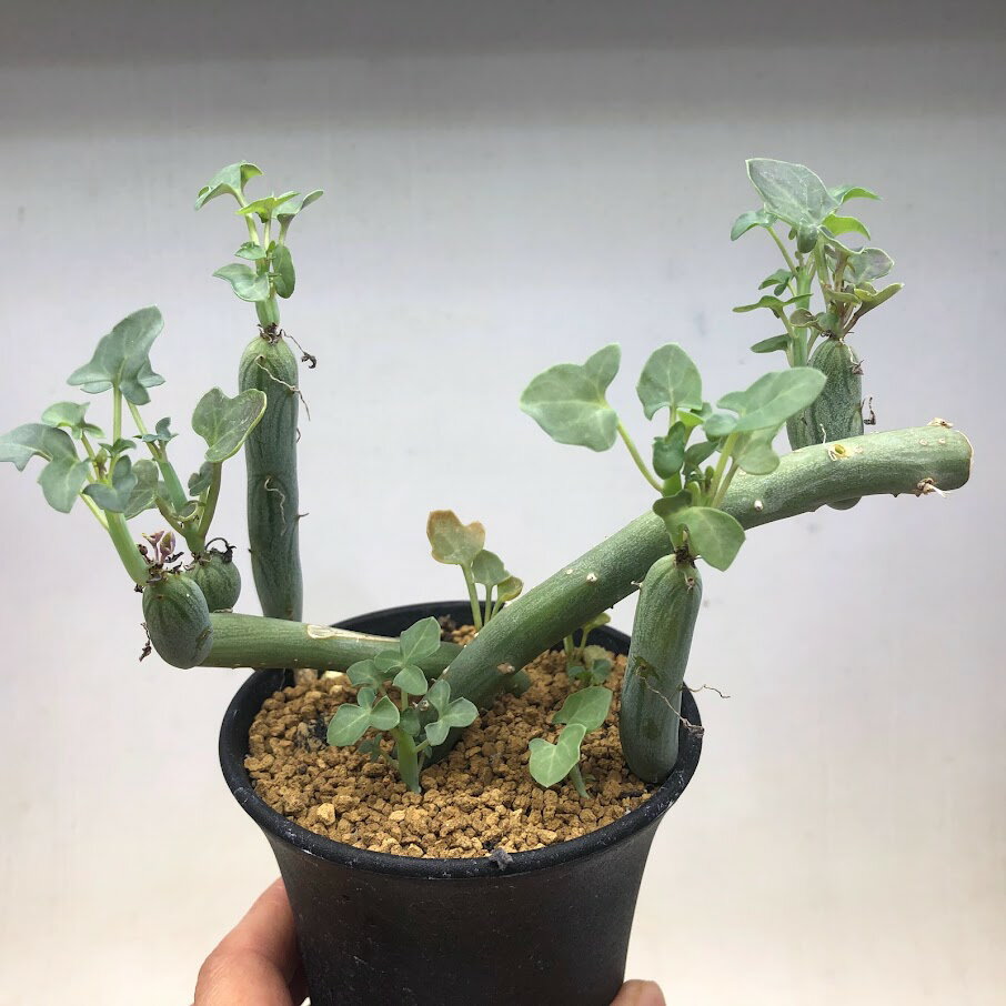 多肉植物：セネシオ 七宝樹*全幅10cm