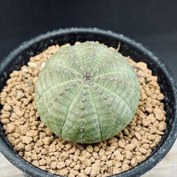 楽天市場】【種子】ユーフォルビア・オベサ 5s Euphorbia obesa 楽天市場】【種子】ユーフォルビア・オベサ 5s Euphorbia obesa