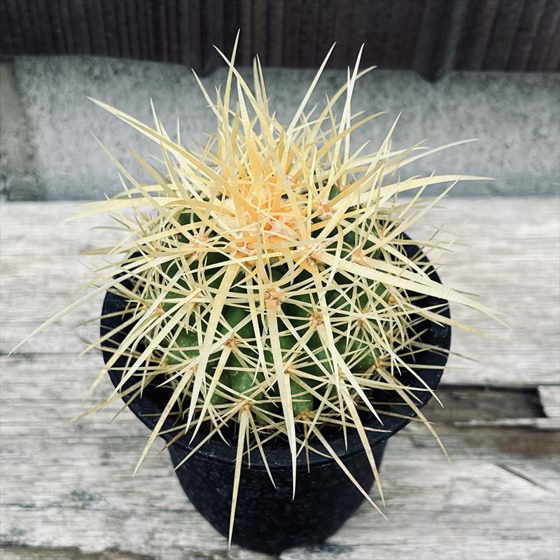 楽天市場】サボテン 金鯱(種類(植物)サボテン)(観葉植物 楽天市場】サボテン 金鯱(種類(植物)サボテン)(観葉植物