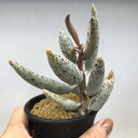 多肉植物：アドロミスクス sp. 幅6cm