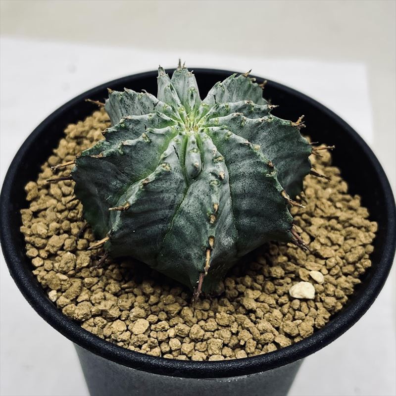 多肉植物：ユーフォルビア ホリダ M 幅5cm