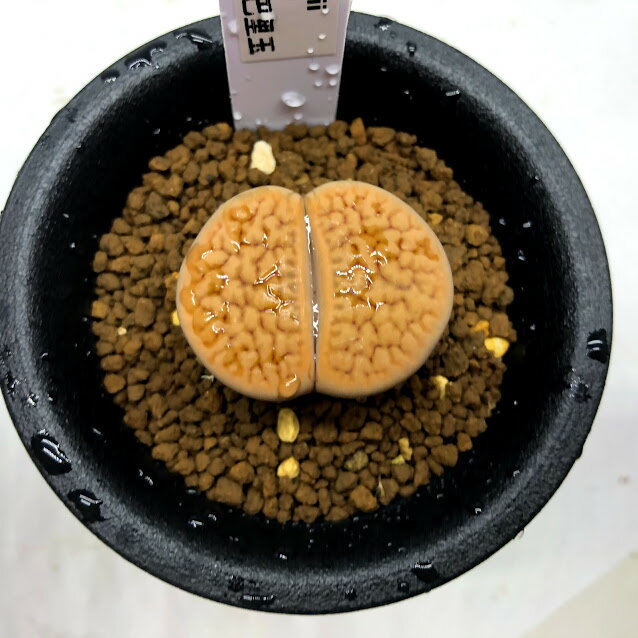 多肉植物：リトープス巴里玉*幅3.5cm