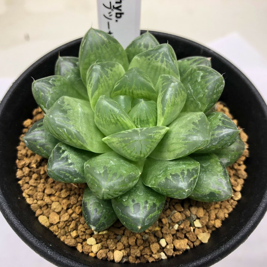多肉植物：ハオルチア　グリーンオブツーサhyb.*幅7cmのサムネイル