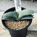 多肉植物:ガステリア グロメラータ*幅8cm