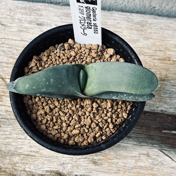 多肉植物:ガステリア グロメラータ*幅8cmの紹介画像2