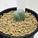 多肉植物:ギバエウム 銀光玉*幅2cm