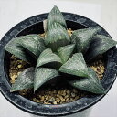 多肉植物:ハオルチア ナビアエンシス*M 幅10cm