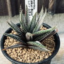 多肉植物:ハオルチア 白衣美人*幅6cm