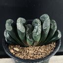 多肉植物:ハオルチア 玉扇 敦盛*幅7cm